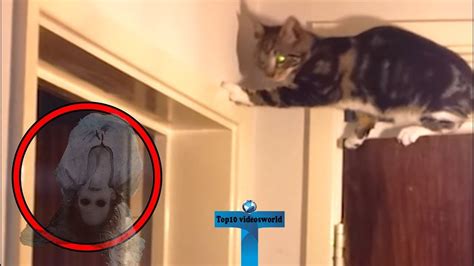 Top 10 Scary Ghost Sightings By Pets Caught on Tape - YouTube