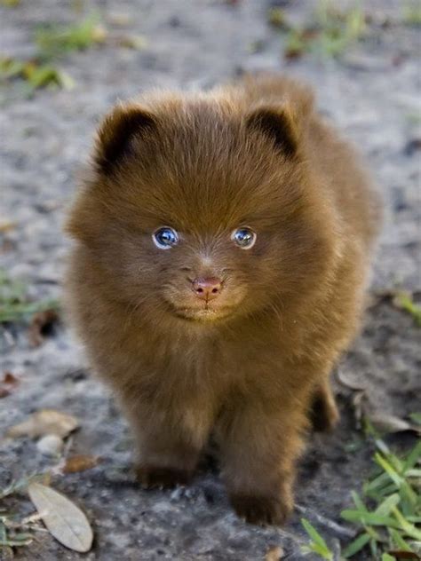 Pomeranian Husky Mix Pictures, Photos, and Images for Facebook, Tumblr, Pinterest, and Twitter