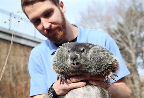 Groundhog Day 2016: Buckeye Chuck's very spotty prediction record since ...