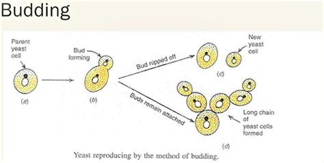 Saccharomyces cerevisiae, probiotic, lifecycle, uses, antibody and ...