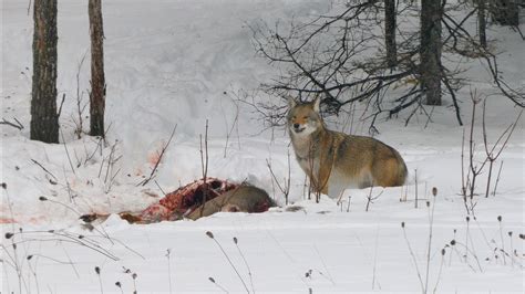 Grolar Bears, Hybrid Cats and Coywolves: How Nature Creates New Species ...