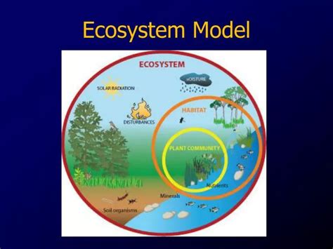 PPT - Ecosystem Model PowerPoint Presentation, free download - ID:2578627