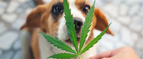 Can dogs have thc for pain?