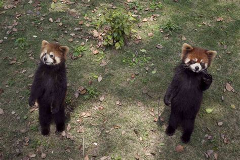 Red Panda Facts: Behavior, Habitat, Diet