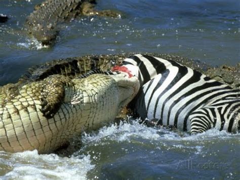 The Nile Crocodile Great Predator of The World (COMPLETE) [HD] - YouTube