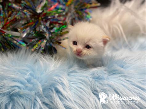 Gallery of Purebred Cream Point Ragdoll Kittens