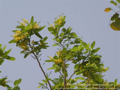 Medicinal Plants: Pterocarpus santalinus Rakta chandana