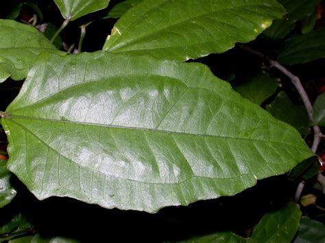 Thunbergia mysorensis (Acanthaceae) image 159508 at PhytoImages.siu.edu