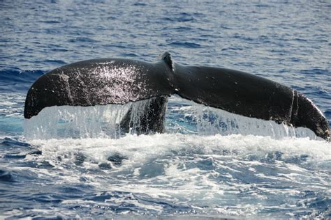 Pacific Whale Foundation and COP28: A Shared Commitment to Ocean ...