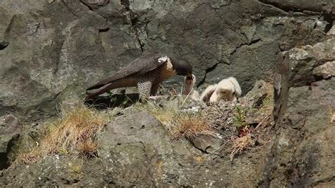 Peregrine falcon nest - YouTube