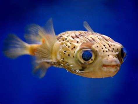 Baby Puffer Fish Are Super Cute – LuvThat