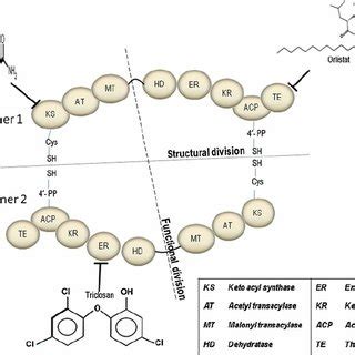 (PDF) Chemical inhibition of fatty acid synthase: Molecular docking analysis and biochemical ...