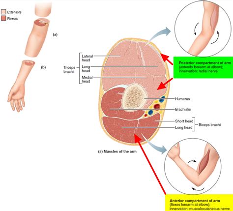 Compartment Syndrome - Causes, Symptoms, Surgery & Treatment