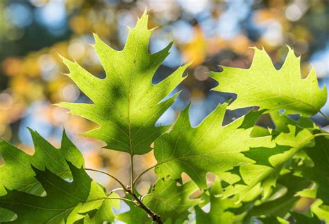 Southern Red Oak, a Top 100 Common Tree in North America