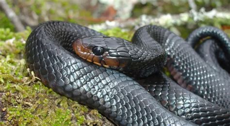 Indigo Snake: The Majestic Serpent of the Americas | WorldWeet