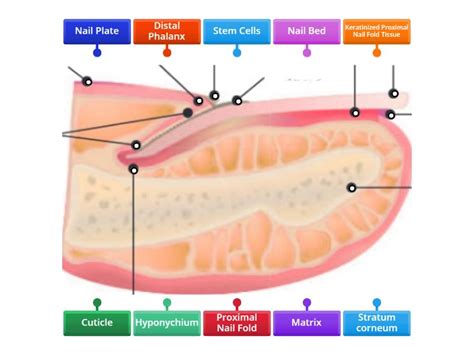 Nail Structure - Labelled diagram