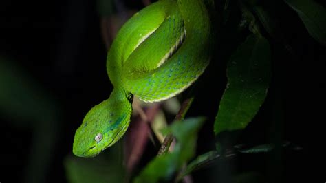 Wallpaper trimeresurus albolabris, snake, wildlife, blur hd, picture, image