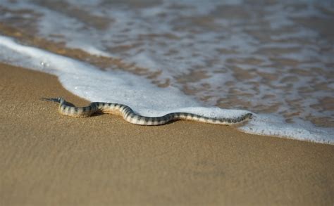 Beaked Sea Snake – "OCEAN TREASURES" Memorial Library