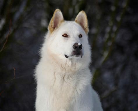 Northern Inuit Dog 1 by genisisone on DeviantArt