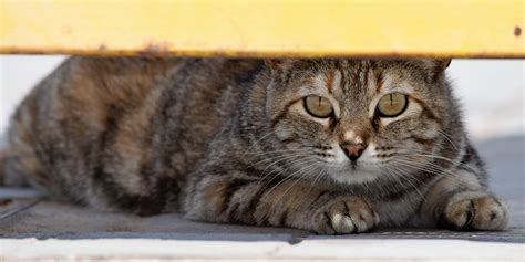 Feline HerpesVirus (FHV) Infection | International Cat Care