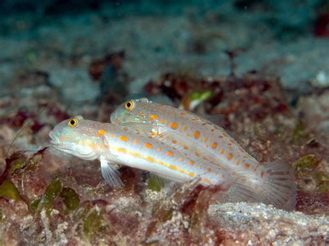 Orange Spot Goby vs Diamond Goby: Similarities and Differences