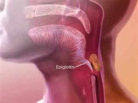 Human Epiglottis Function