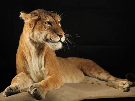 Maude the Tigon: Rare cross between tiger and a lion goes on display at Manchester Museum | The ...