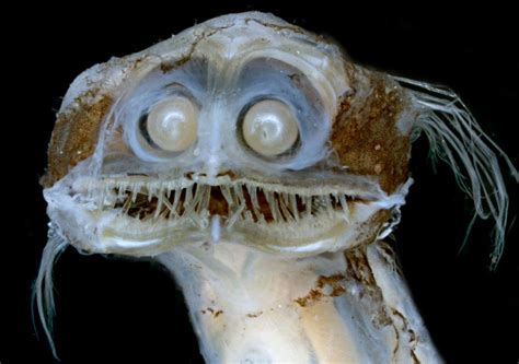 Mug shot of deep-sea telescope fish, Gigantura indica. : r/oddlyterrifying