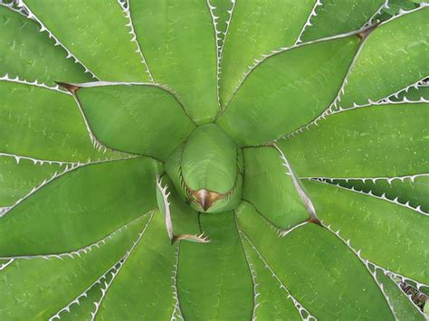 The Amazing Maguey Plant