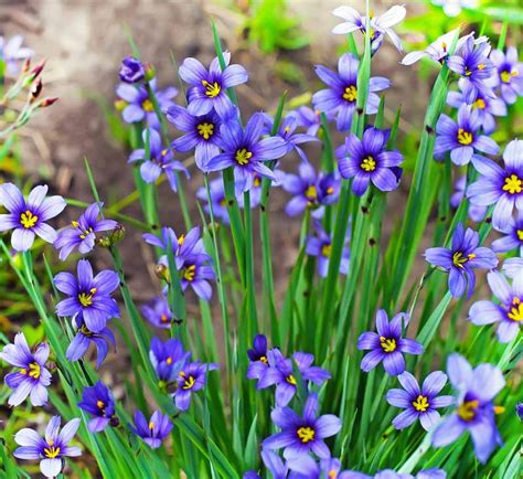 Sisyrinchium angustifolium (Blue-Eyed Grass)