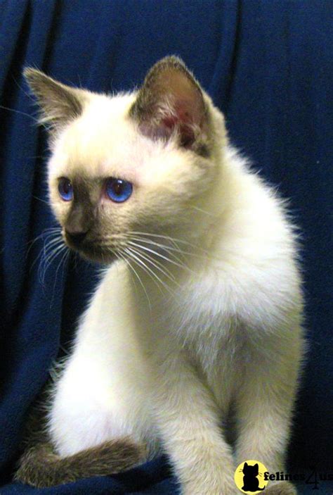 Siamese Kitten for Sale: Adorable Siamese Kittens 5 Yrs and 5 Mths old