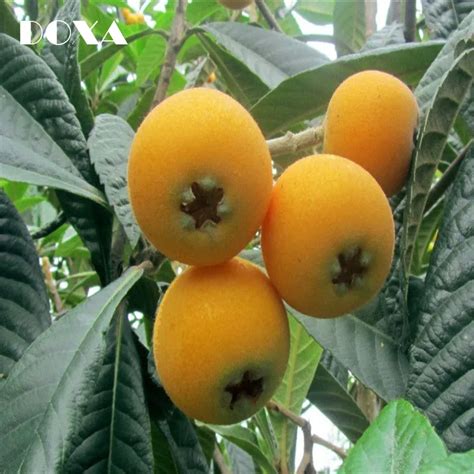 240PCS Loquat Tree(Chinese Plum)Seeds Sweet Juicy Large Fruit Evergreen Tree-in Bonsai from Home ...