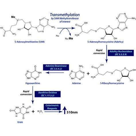 SAM Methyltransferase Assay, A Colorimetric Continuous Kinetic Assay