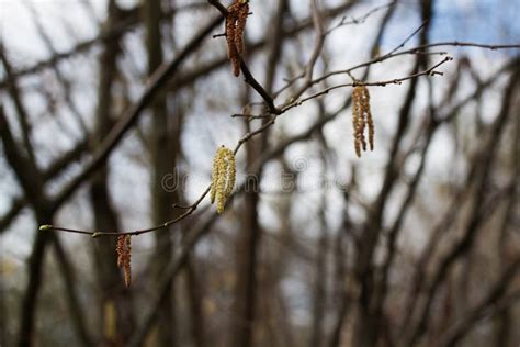 Catkins stock image. Image of blossom, beautiful, flowers - 69652351