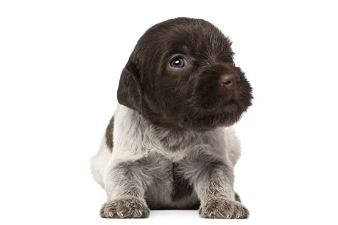 Wirehaired Pointing Griffon Puppies For Sale - AKC PuppyFinder