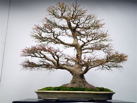 Bonsai Japan :: Japanese maple