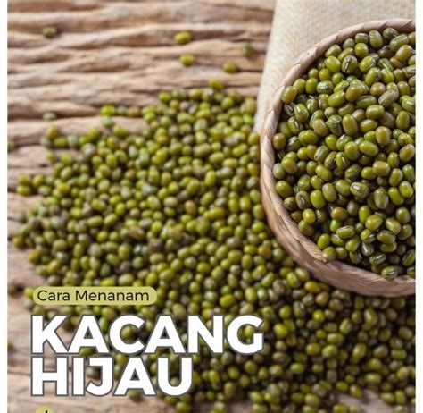 Mudah dan Praktis, Begini Cara Menanam Kacang Hijau di Rumah : Okezone ...