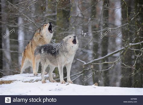 Timber Wolf Howling Stock Photos & Timber Wolf Howling Stock Images - Alamy