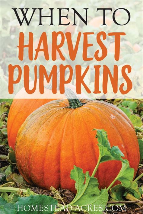 How To Tell When A Pumpkin Is Ripe Plus Easy Harvesting Tips ...