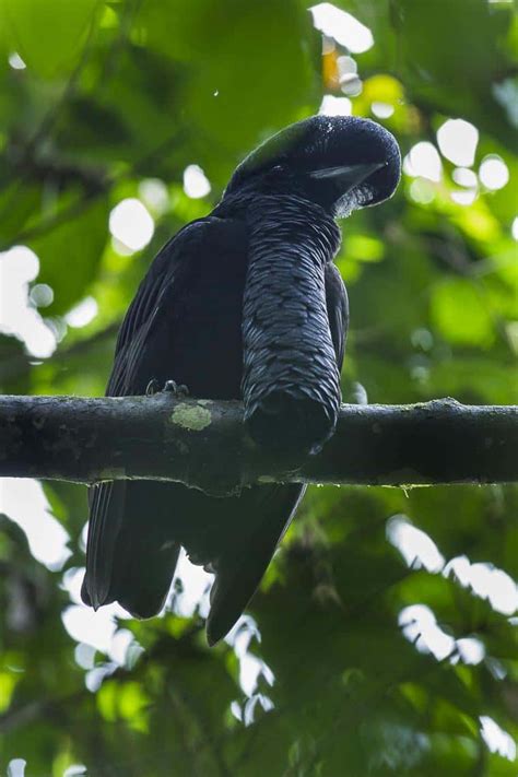 Picture 1 of 6 - Umbrellabird (Cephalopterus) Pictures & Images - Animals - A-Z Animals