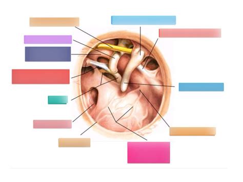 TM Anatomy Diagram | Quizlet