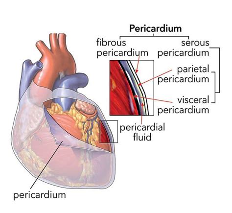 Pericardial Effusion in Dogs - Fluid in the Sac Around the Heart | Pericardial effusion, Heart ...