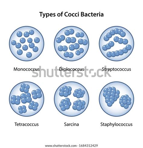 Types Coccus Bacteria Magnifying Glass Coccus 库存矢量图（免版税）1684312429 ...