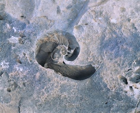 Nautiloid fossil on Mckittrick Canyon Geology trail. Guadalupe Mountains National Park, Texas ...