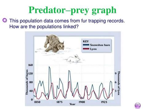 PPT - Predator Prey Relationships PowerPoint Presentation - ID:4237514