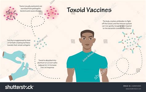 Toxoid Vaccine Infographic Vector Illustration Diagram Stock Vector (Royalty Free) 2189054405 ...