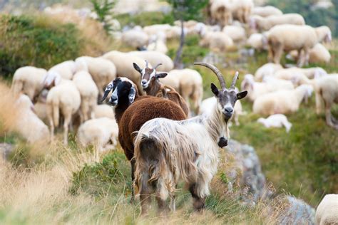 Who are the sheep and goats? | Hoshana Rabbah BlogHoshana Rabbah Blog