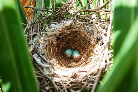 Where Do Mockingbirds Nest? Nesting Habits Explained - Optics Mag