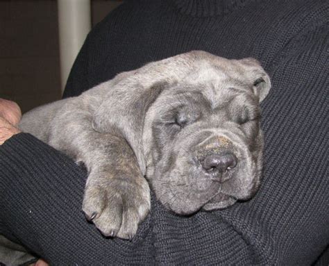 Cane Corso Italiano Puppy/Grey Brindle/Augusto | Cane corso, Puppies, Cute puppies