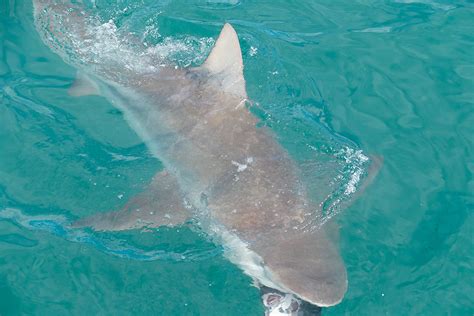 Sharks killed near Gansbaai shark-cage-tourist boat